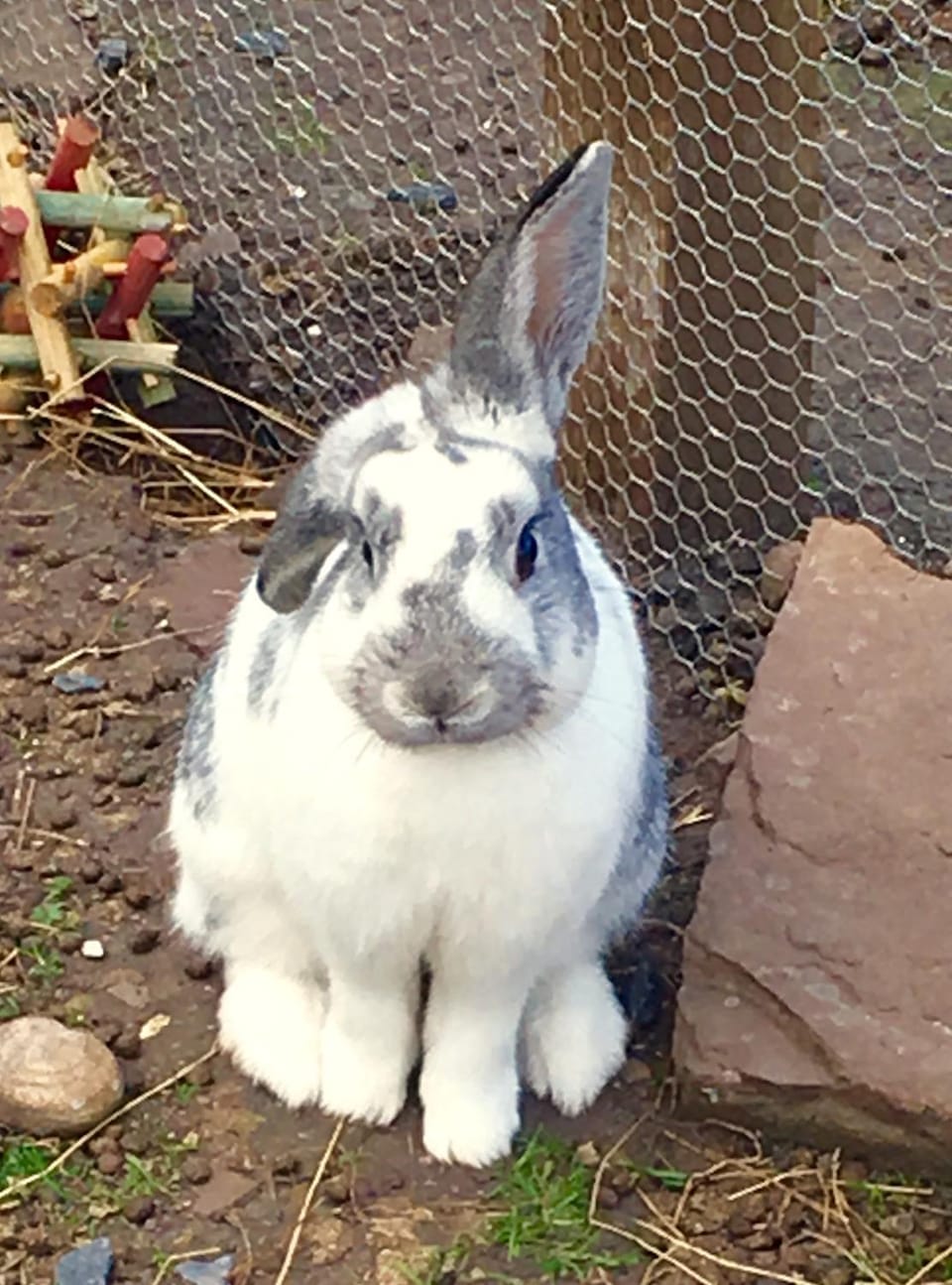 Puffin Cottage Bed and Breakfast in Scotland