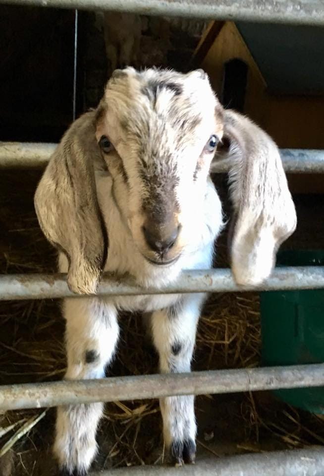 Puffin Cottage Bed and Breakfast in Scotland