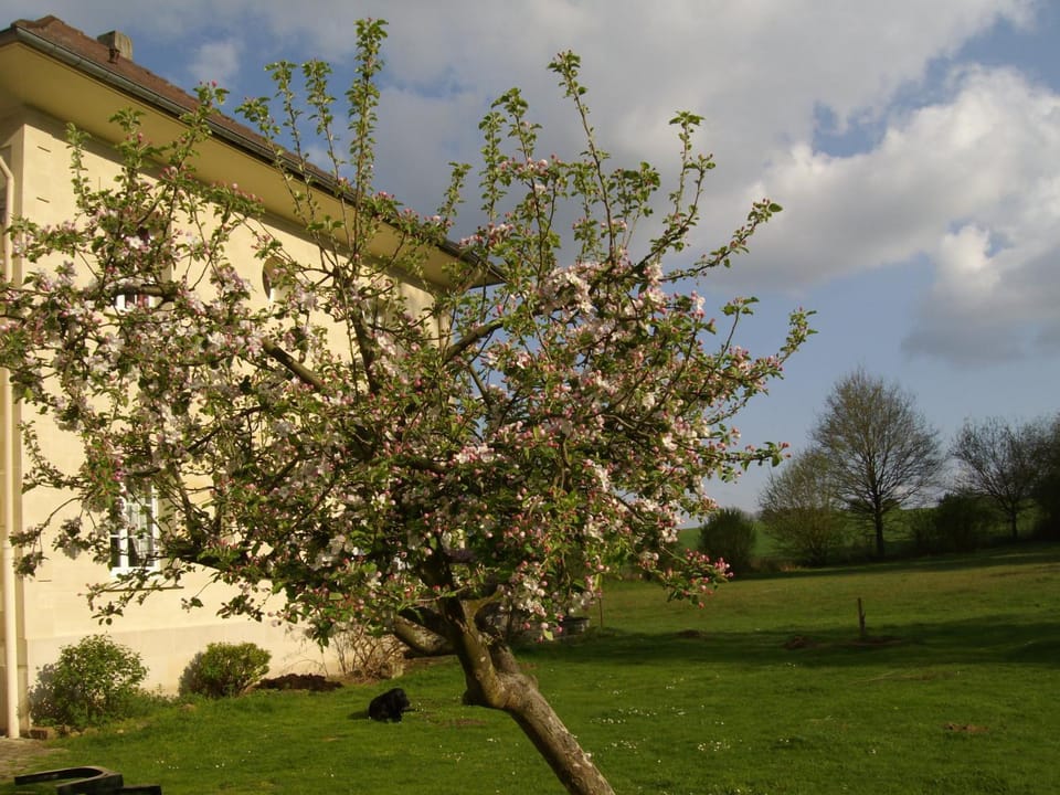 Garden view, Garden view