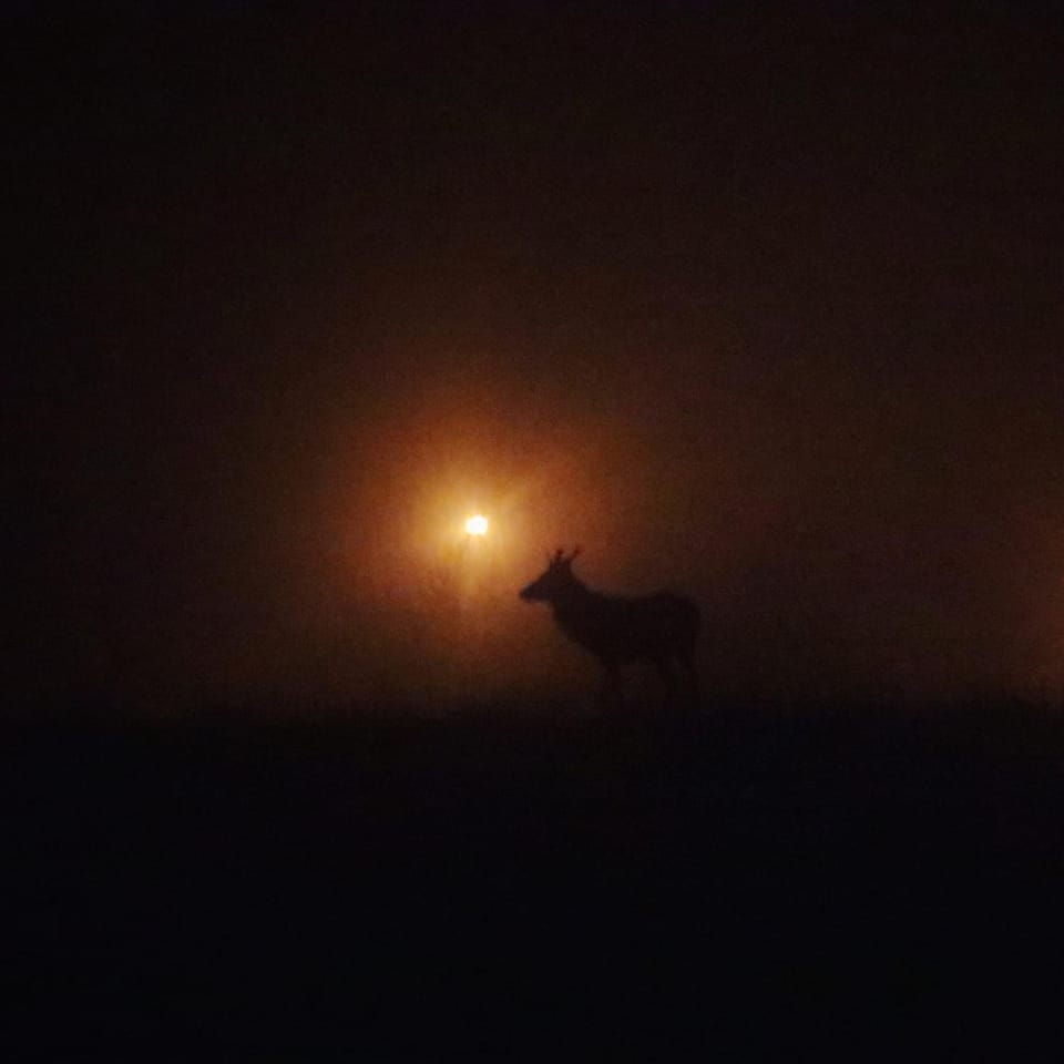 Night, Garden, Other, Animals, On site