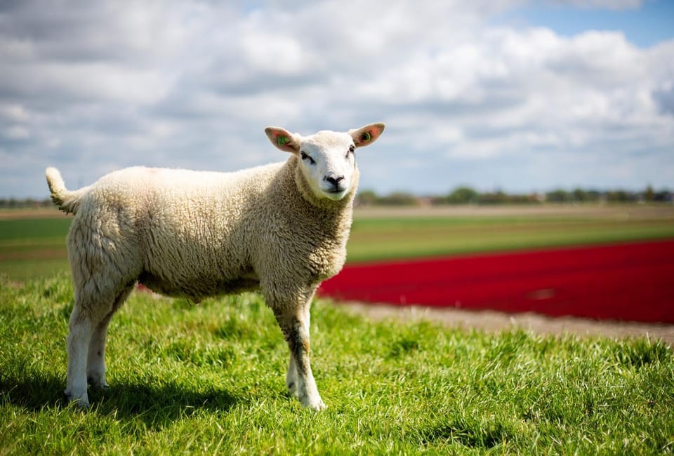 Spring, Animals, Area and facilities