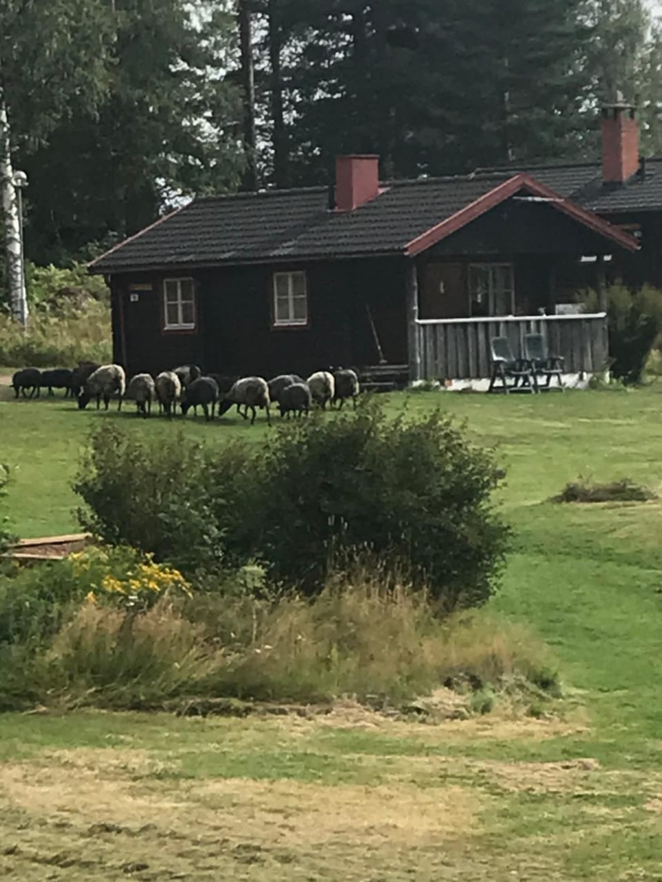 Summer, Animals