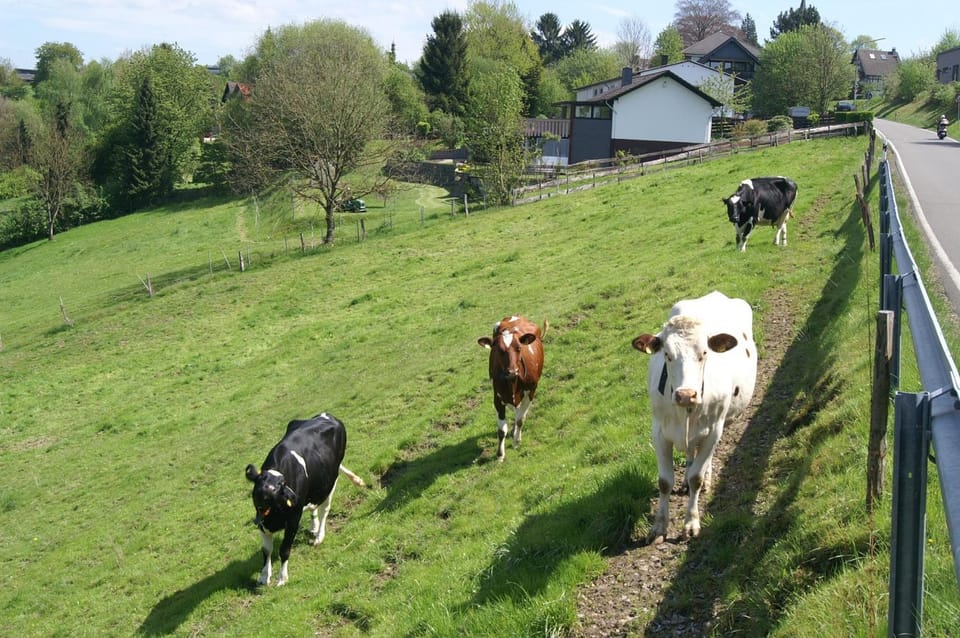 Animals
