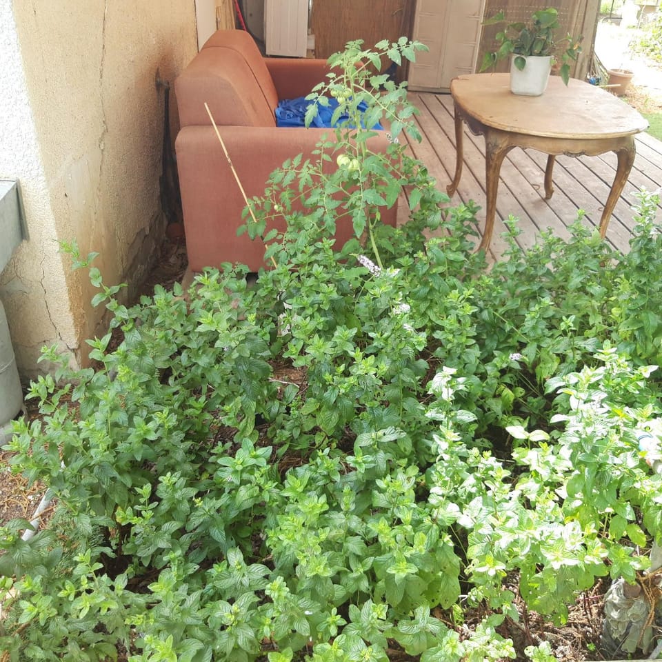 Garden, Garden view