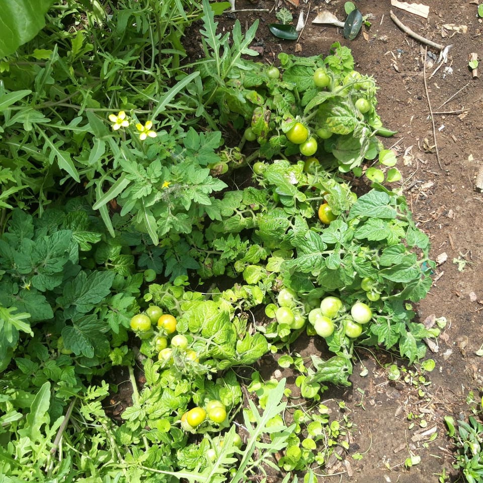 Garden