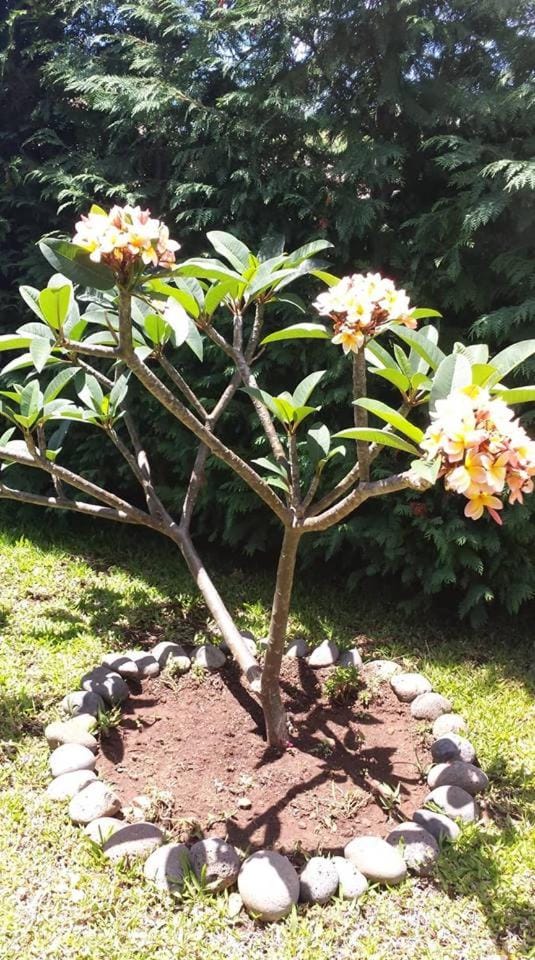 Paraiso das Flores House in Madeira District