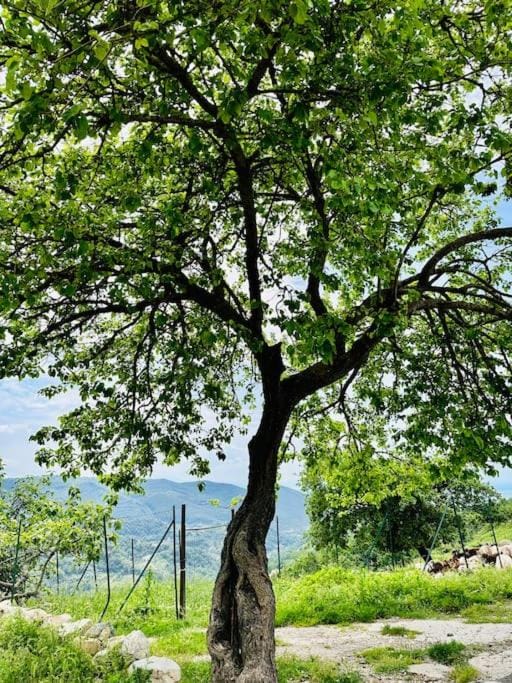 La Riggiola Bed and Breakfast in Salerno