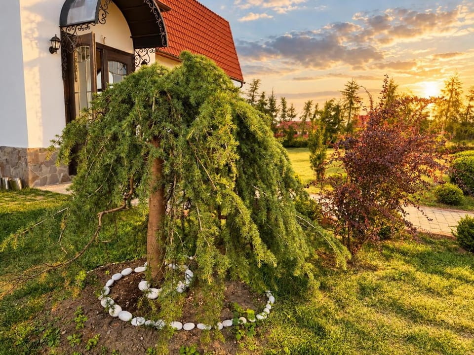 Natural landscape, Garden, Garden view, Sunset