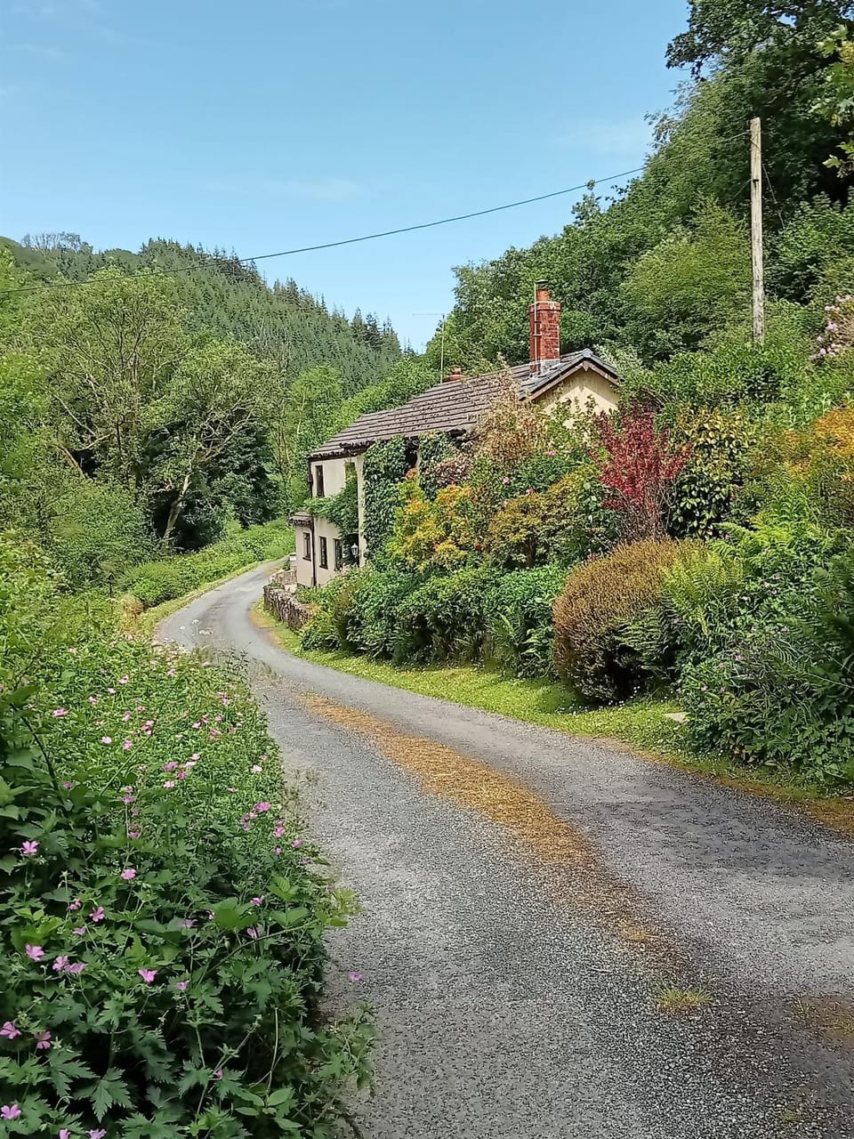 'Morris' the shepherd's hut ,woodland hot tub available, separate fee Luxury tent in Wales