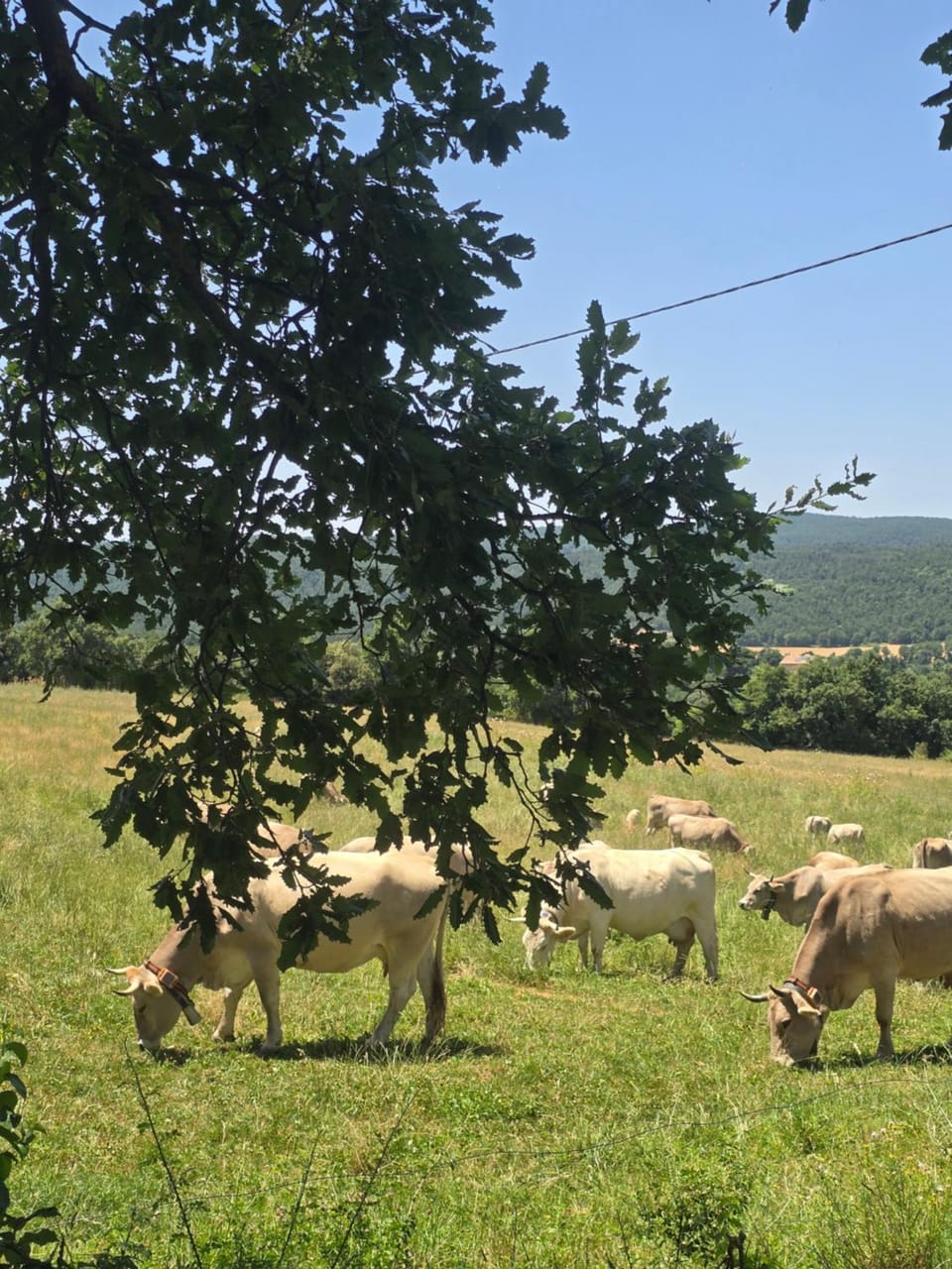 Complex Rural Can Caubet Farm Stay in Berguedà