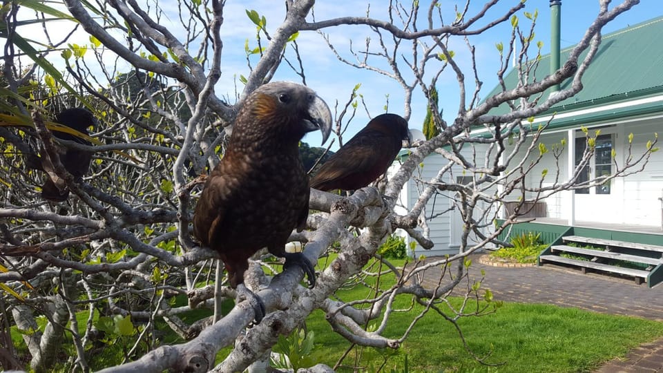 Glenfern Sanctuary Nature lodge in Auckland Region