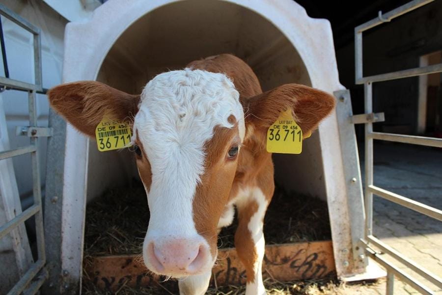 Schneiderhof Urlaub auf dem Bauernhof Farm Stay in Grassau
