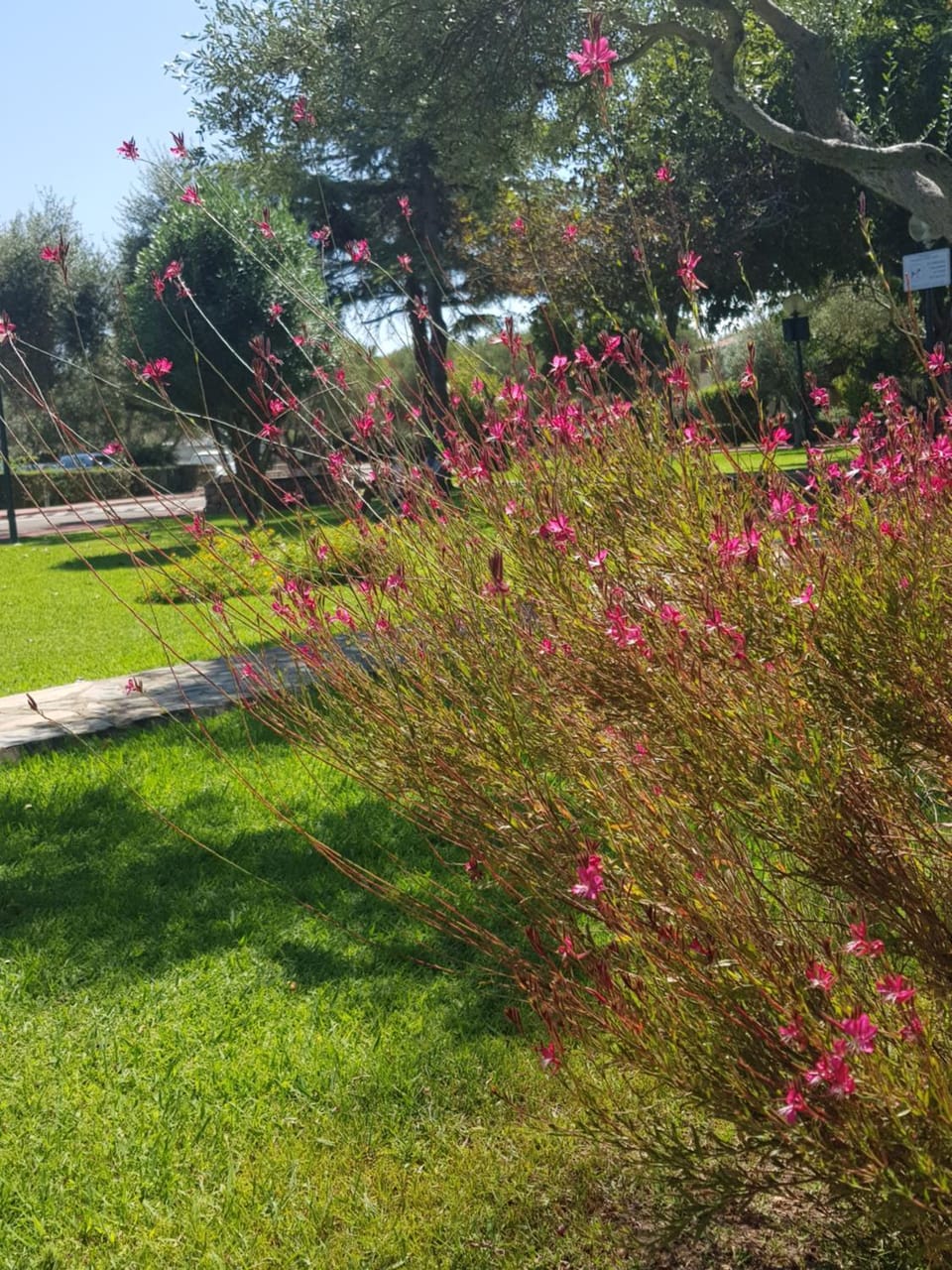 Garden view