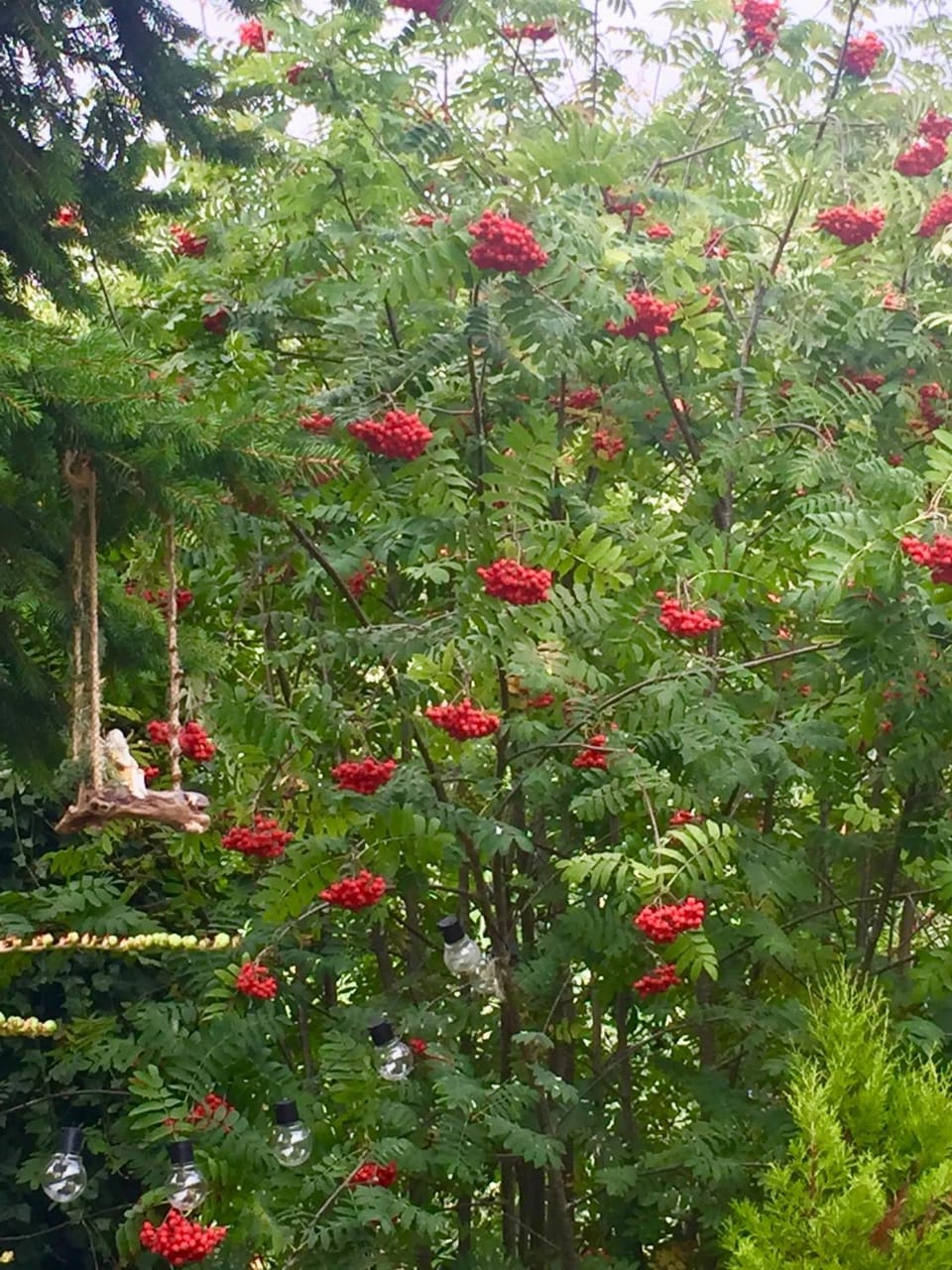 Otter Lodge Auchterarder Nature lodge in Scotland