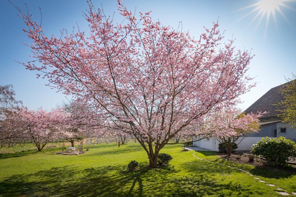Hotel Gästehaus Zürn Bed and Breakfast in Lindau