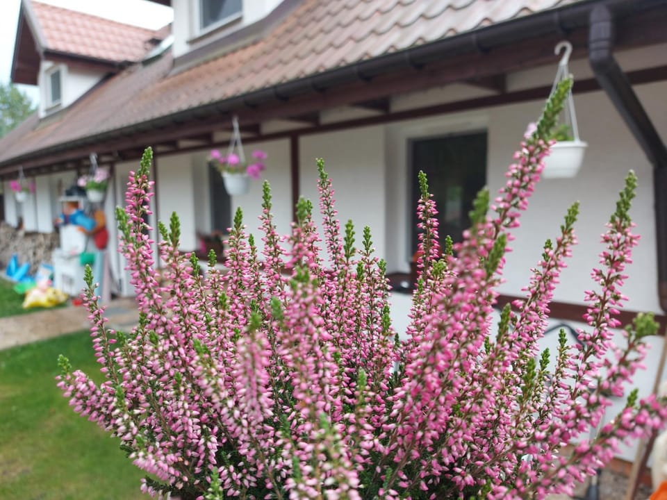 Cztery Pory Warmii Pluski pokoje do wynajęcia Apartment in Poland