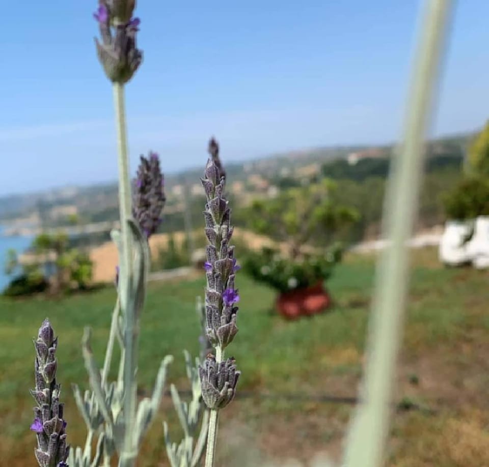 Garden view, Sea view