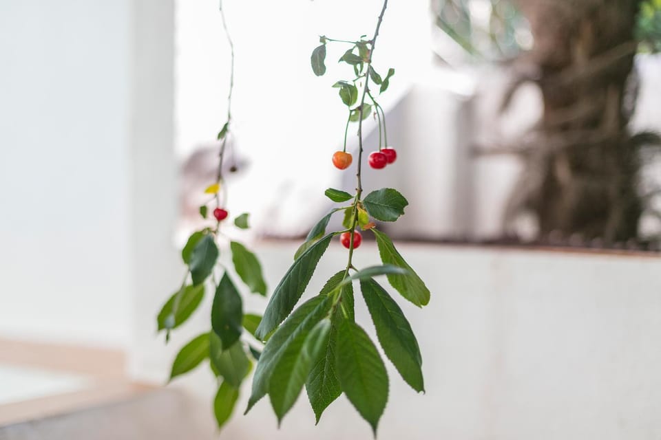 Garden, Garden, Decorative detail