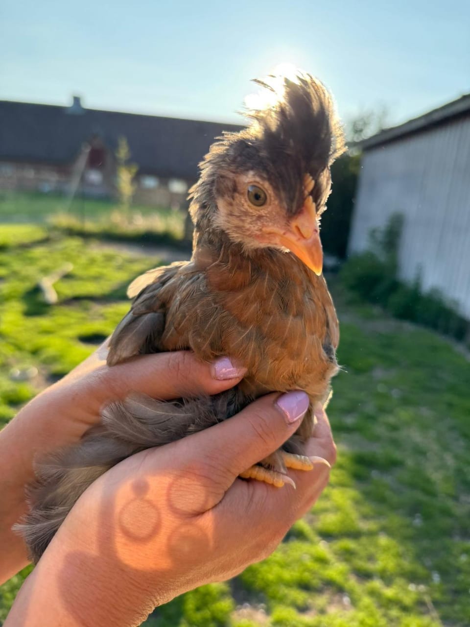 Ferienhof Faebrogaard Bed and Breakfast in Region of Southern Denmark