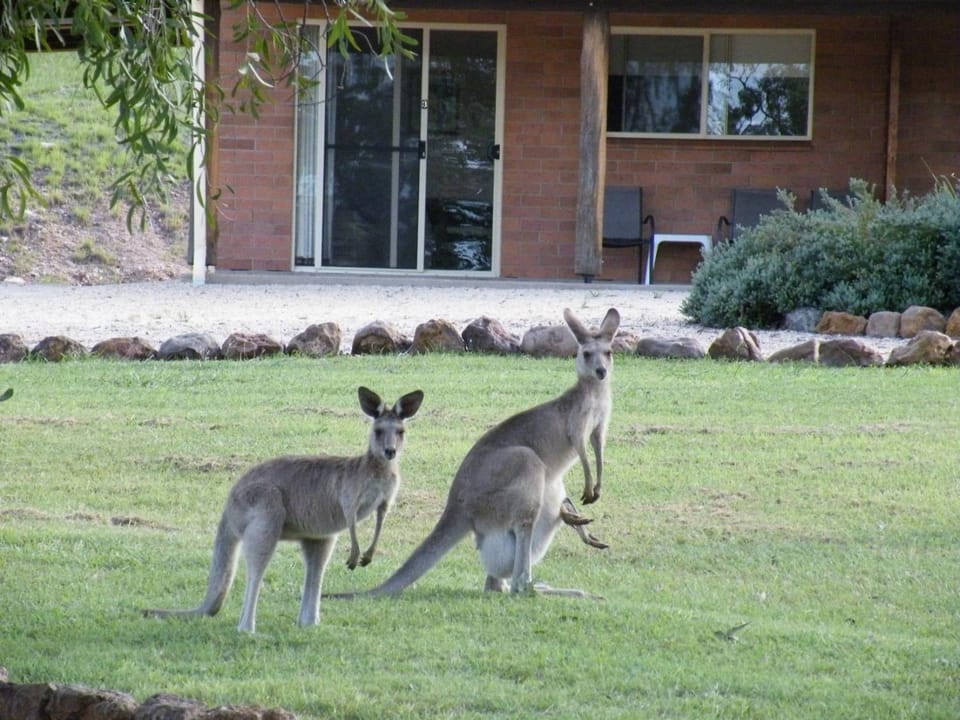 Animals