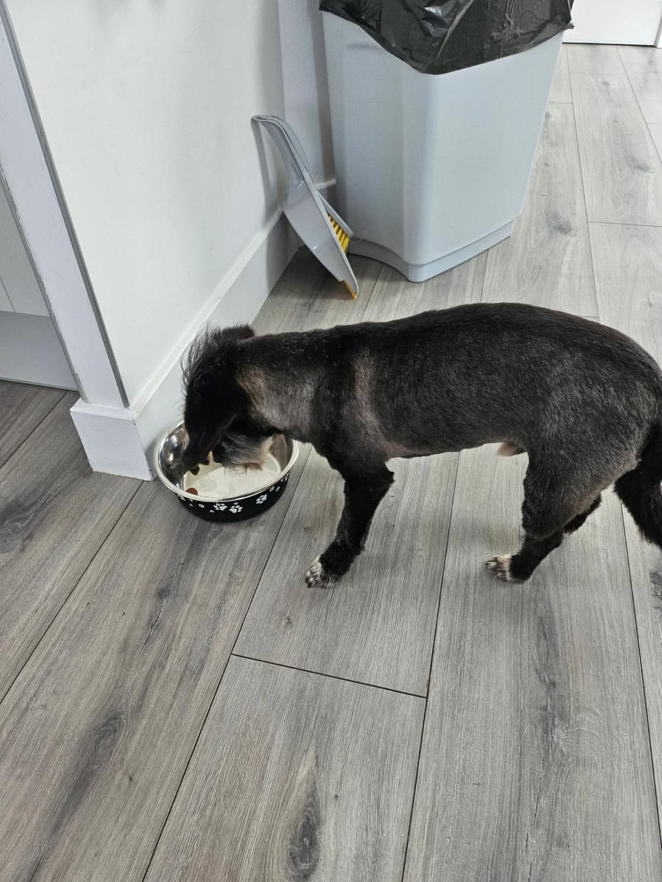 Pets, pet friendly