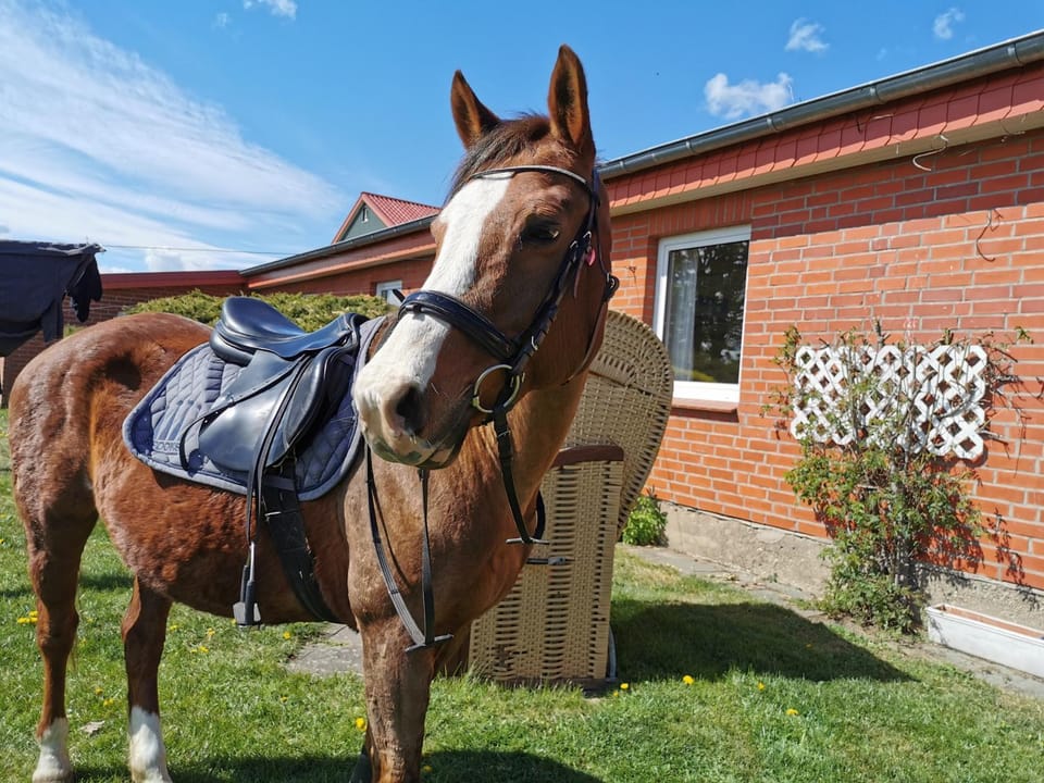 Property building, Horse-riding, Animals