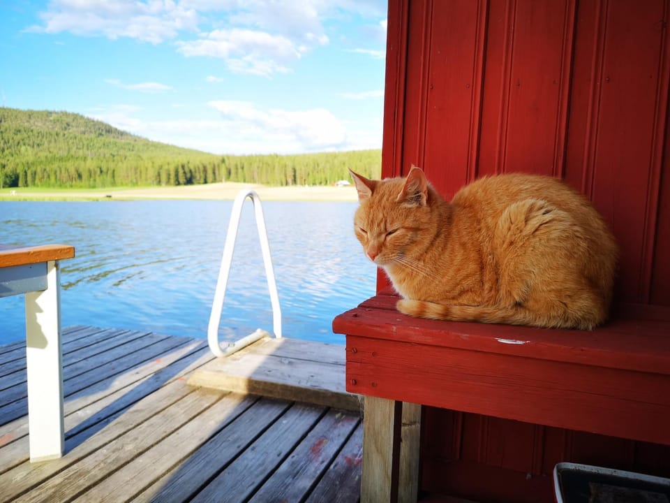 Sauna, Pets