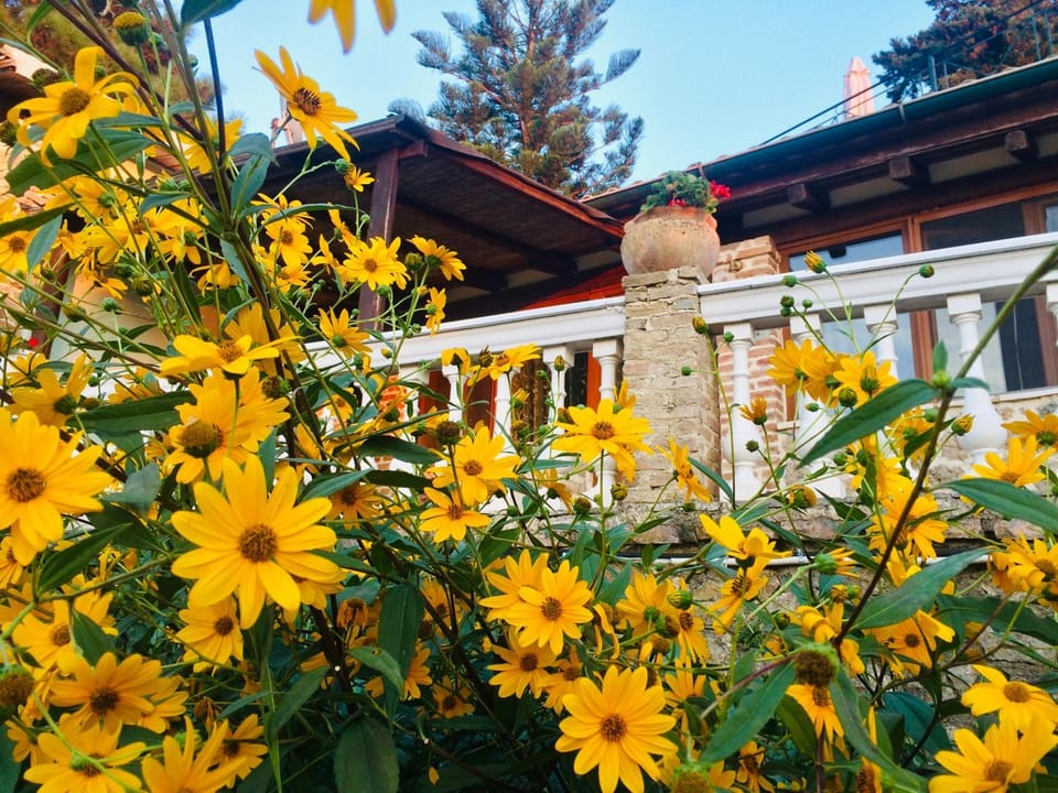 Property building, Facade/entrance, Garden