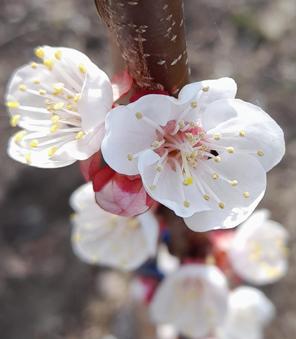 Gîte SITTELLE Parking privé Linge fourni WIFI House in Malaucène