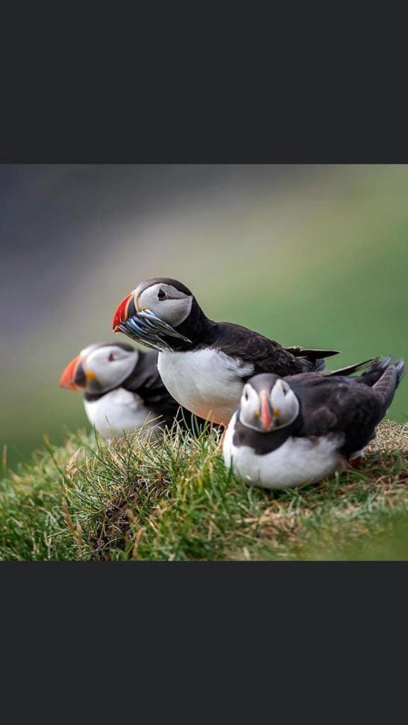 The Atlantic view guest house, Sandavagur, Faroe Islands Apartment in Europe
