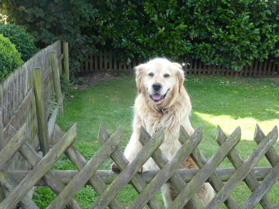 Staff, Other, Pets