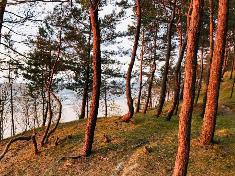 Domki Skowronki Nature lodge in Pomeranian Voivodeship