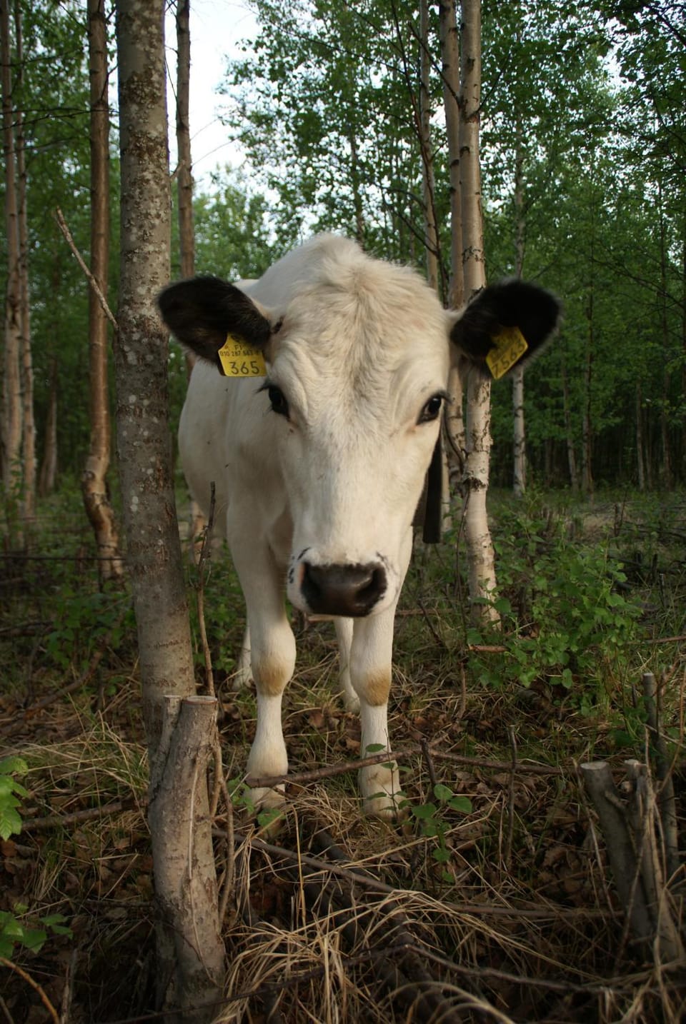 Day, Natural landscape, Animals