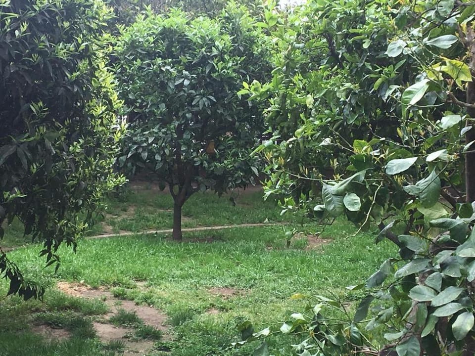Garden view
