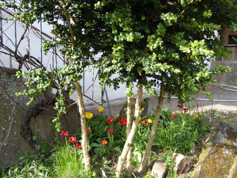 Les Rosiers House in Grand Est
