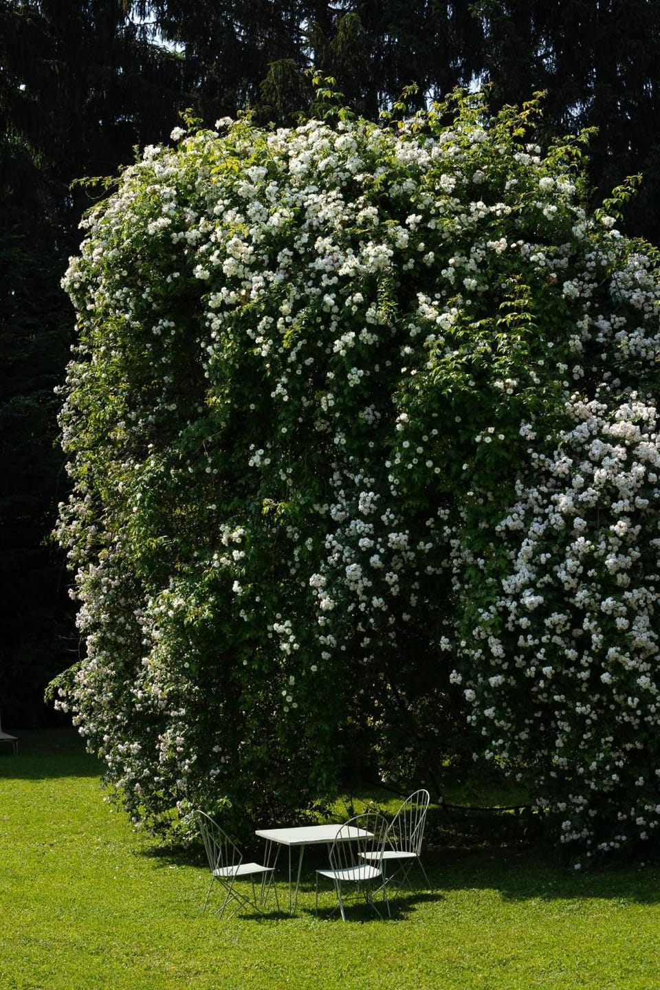 Garden view