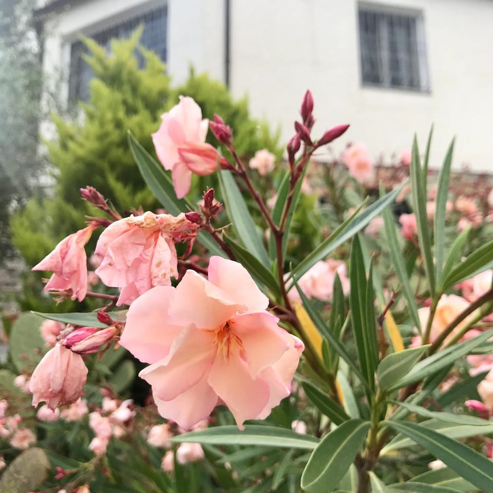 Garden, Garden
