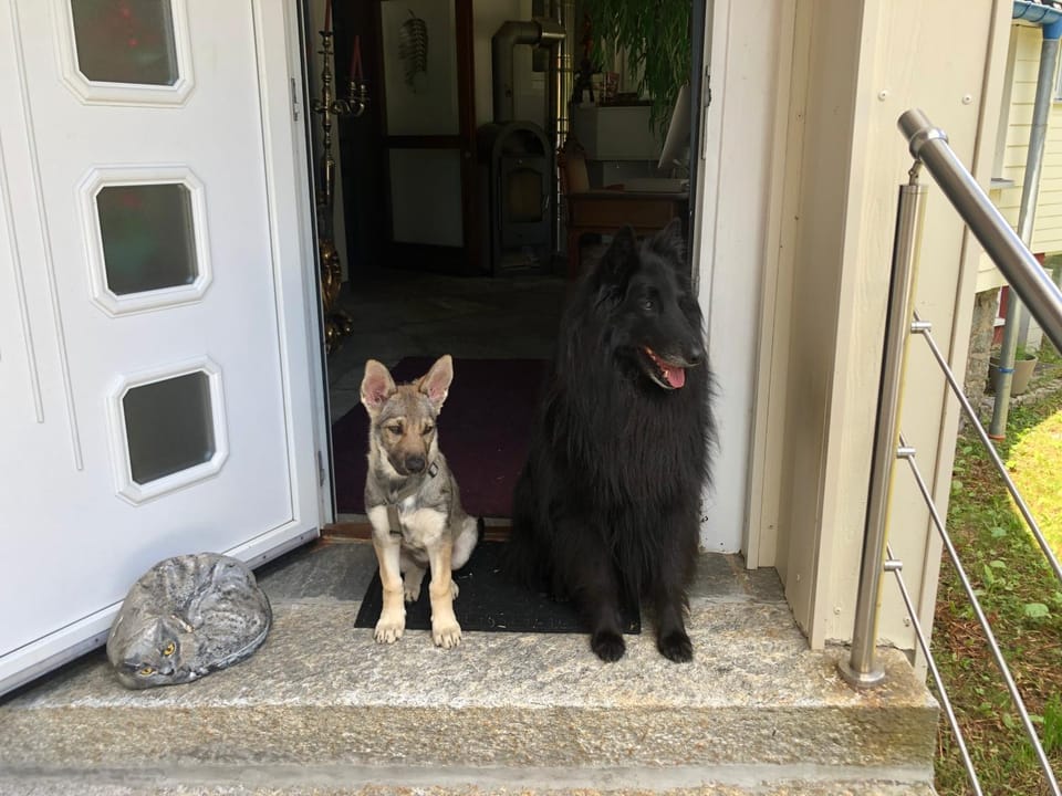 Pets