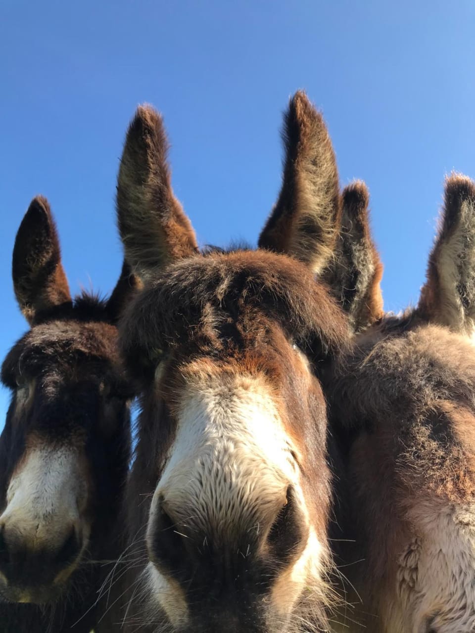McClure Yurt at Carrigeen Glamping Luxury tent in County Kilkenny