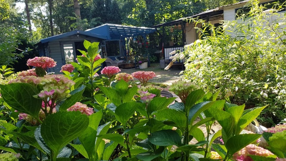 Garden, Balcony/Terrace