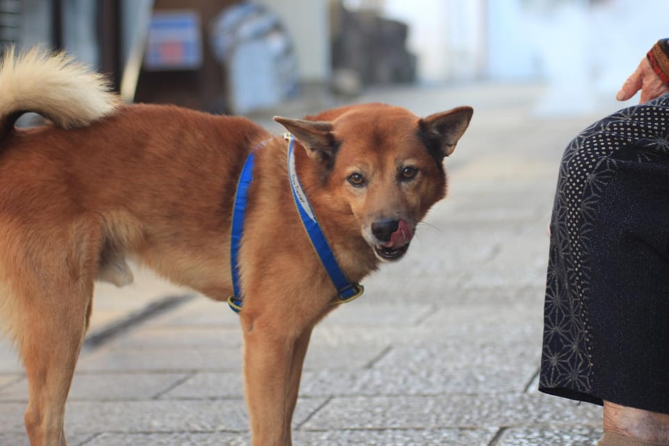 Day, Neighbourhood, Winter, Animals, Pets