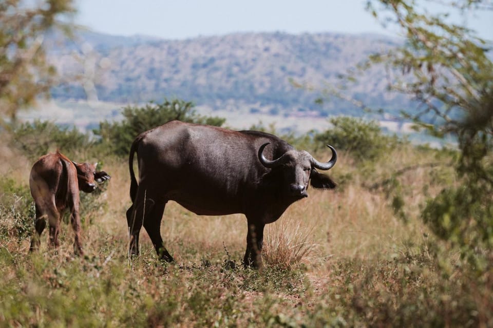 Day, Natural landscape, Animals