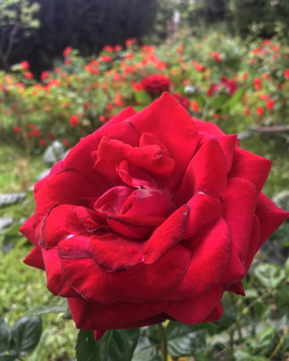 Tenuta La Rosa B&B Bed and Breakfast in Prato