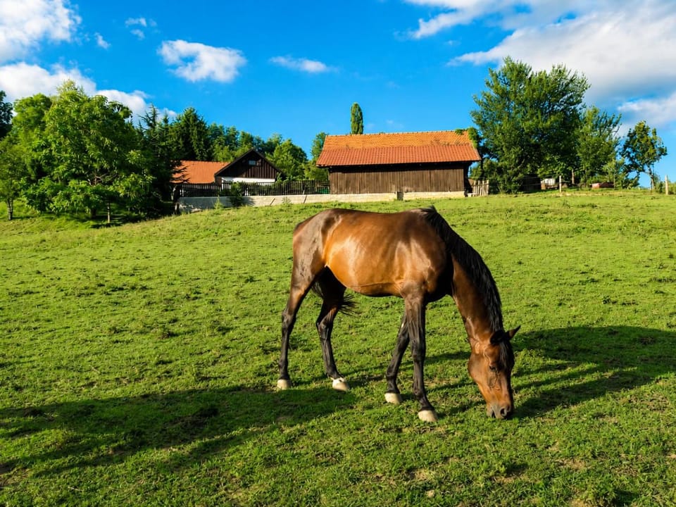 Horse-riding, Animals