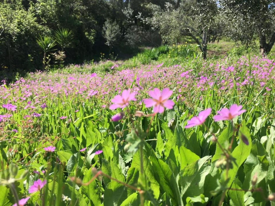 Natural landscape