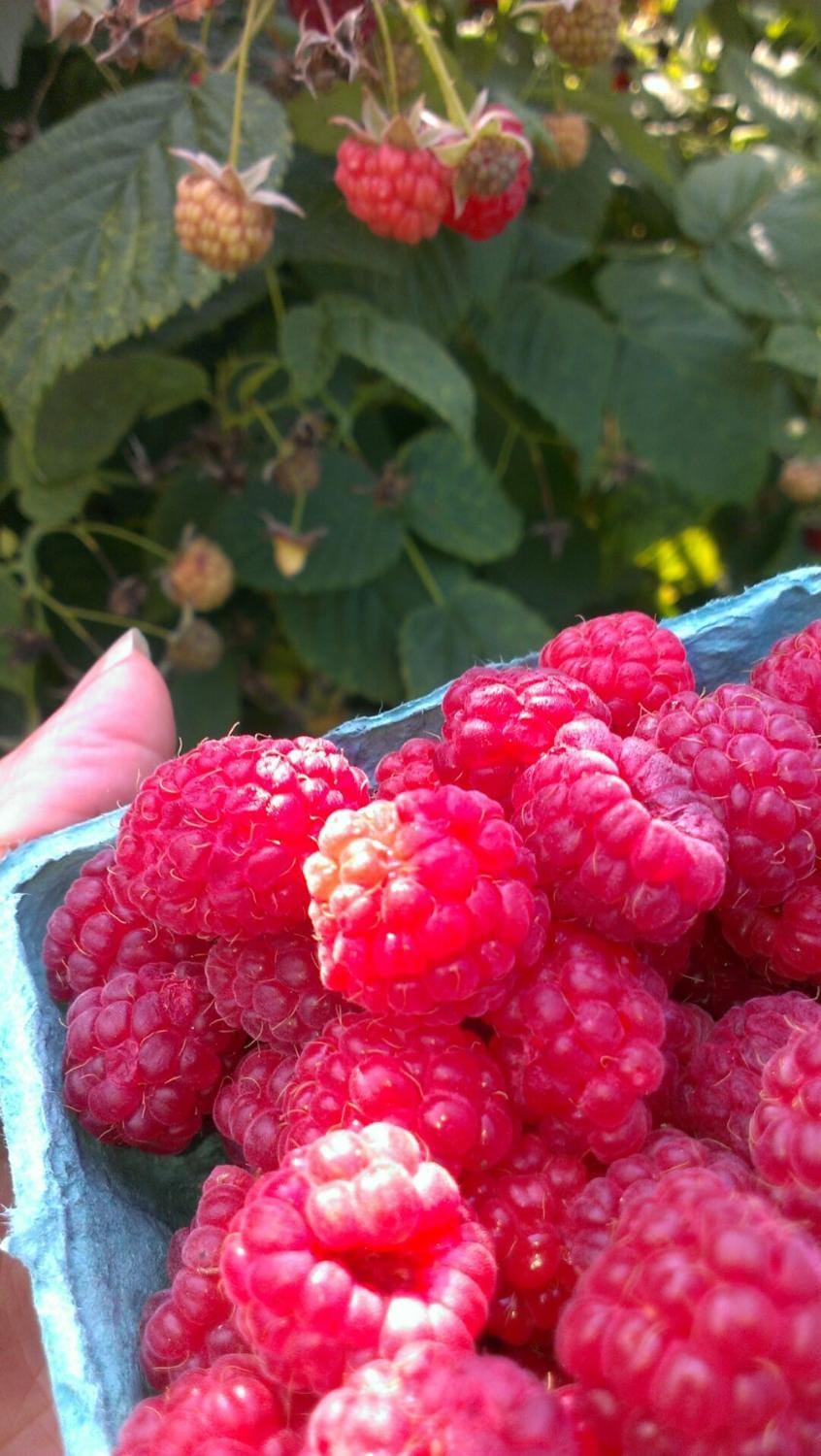 Food close-up