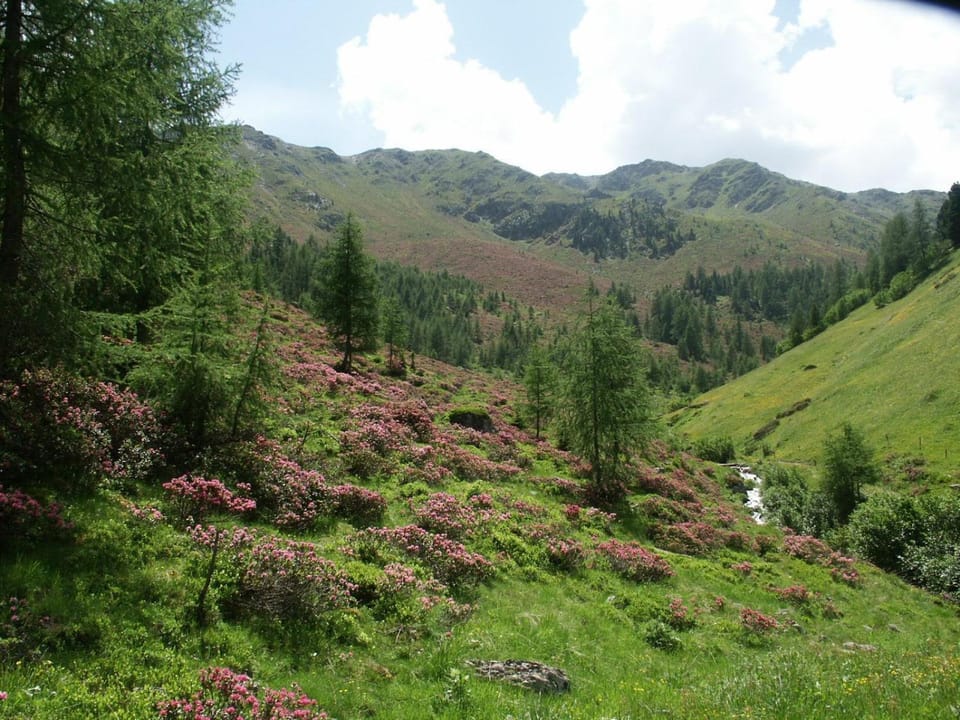 Ferienwohnungen Steidl Apartment in Trentino-South Tyrol