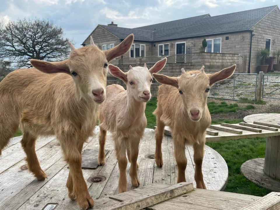 Crich Lane Farm Bed and Breakfast in Amber Valley