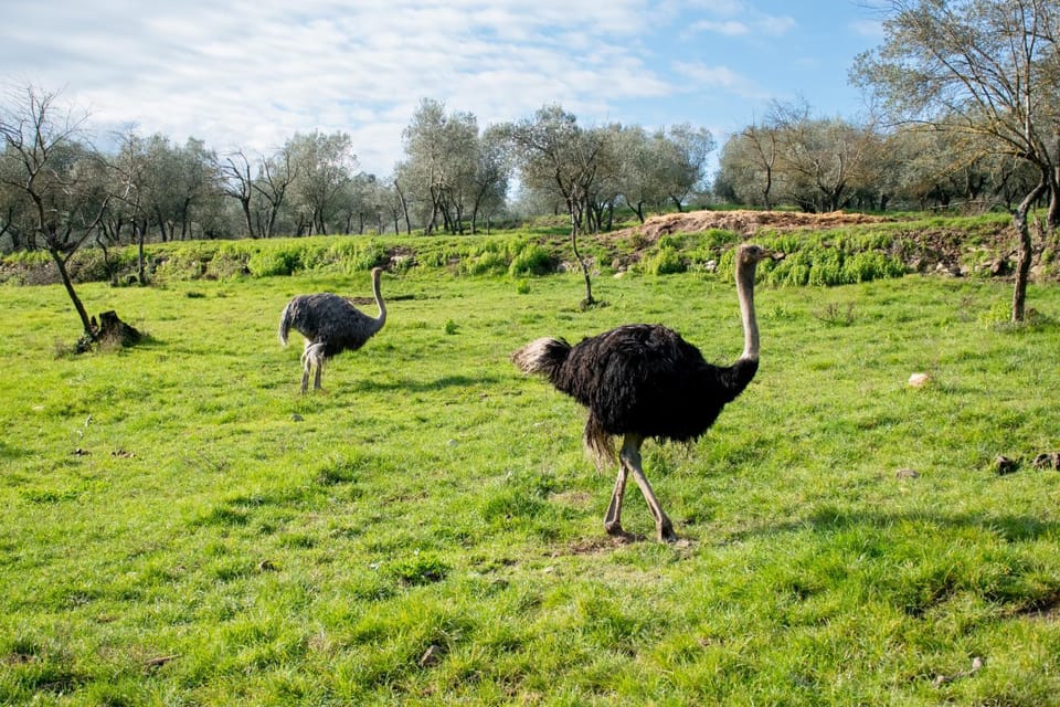 Animals
