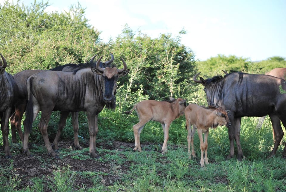 Animals